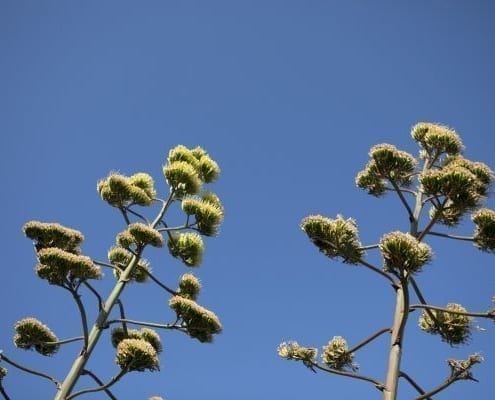 VillaVital plant 2